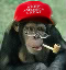 Picture of sigmonkey Picture of sigmonkey