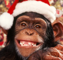 Picture of sigmonkey Picture of sigmonkey